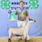 Ben Prochniak, Dairy Goat, 1st Place Champion Intermediate Showmanship C, Reserve Champion Alpine Senior Doe and Intermediate Goat Showmanship Champion - Purple.