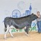 Carson Wendinger, Beef - Purple, 2nd Place